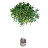 Un retoño de osmanthus, grandes flores de osmanthus de cuatro estaciones, elixir dorado del alto poste nativo del patio de agosto, pabellón Tianxiang Shen