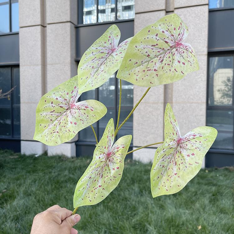 5叉彩色芋叶-7色系 深红斑浅绿.JPG