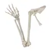 Modelo de ensino ortopédico: ossos do membro superior com escápula, ossos do membro inferior com ossos do quadril, display médico do modelo anatômico do osso da mão e do pé