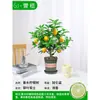 Mudas Pequenas de Limão Laranja Verde de Hainan Mudas de Semente de Limão Kumquat Em Vasos Sala de Estar Interna Varanda Árvore Frutífera Mudas de Frutas o Ano Todo