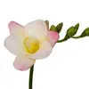 Bulbos de Alyssum Importados, Fresias en Maceta para Interiores y Exteriores, Flores Perennes de Cuatro Estaciones, Plantas con Flor Fáciles de Cultivar