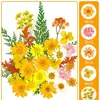 Kit de materiais para fazer porta-retrato em relevo DIY feito à mão, decoração de saco, moldura para pintura, moldura com vidro transparente, moldura para espécime de planta, flor seca