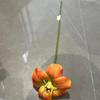 Tulipa de silicone PU sem folhas, abertura simulada, flor grande sem folhas, aba, adereços para fotos em casa, noiva segurando buquê