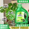 Dropshipping Monstera Deliciosa Planta Hidropónica Interior Sala de Estar Follaje Perenne Planta Verde Pila Vieja Hojas Grandes Fácil de Cultivar