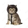 Pet Qi Bangs Peruca Cachorro Bobo Cabeça Gato Orvalho Orelha Bobo Cabeça Festa de Natal Disponível como Peruca