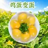 Huevos que se transforman de huevo de Henan: Entrega de 6/10/20/30/40 piezas de huevos Q-elásticos transparentes de gallinas camperas hechos con técnicas tradicionales