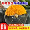 Selección Postal Guoshukang Origen Weifang Entrega Directa Calabaza Beibei Madura Naturalmente Dulce y Pegajosa Grano Entero Suplemento Alimenticio para Bebés