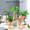 Botella Ecológica de Micro-Paisaje, Jarrón para Plantas Hidropónicas Suculentas, Decoración de Botella para Plantas Verdes de Interior, Maceta Decorativa de Vidrio para Espárragos