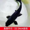 Alevines Vivos de Pez Dorado Ornamental Rojo y Blanco de Raza Pura para Agua Fría, Pez Ornamental Koi Rojo Resistente al Agua Dulce Tricolor