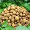 Batatas Bebê Enshi Batatas Frescas 5 lbs Batatas Amarelas Ricas em Selênio Vegetais Frescamente Colhidos 10 Batatas Frete Grátis