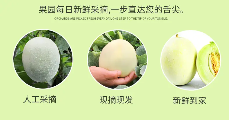 山东玉菇甜瓜 代发3/5/9斤冰淇淋口感脆甜鲜瓜礼盒彩箱新鲜水果详情图7