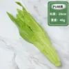 Modelo de vegetal de simulação PU pimenta alface repolho chinês berinjela cebola cogumelo brócolis modelo de adereços decoração de sala
