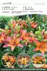 Bulbos de Lírio de Outono de Floração Dupla, Mudas de Flores de Floração Simples, Lírios Perfumados Comprados Diretamente da Holanda, Canhão de Ferro, Plantas de Vaso para Iniciantes do Pátio Karie