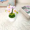 Producto Terminado Más Vendido Transfronterizo Nomeolvides Planta Linda en Maceta Regalo para el Día del Maestro Regalo para el Día de la Madre Regalo de Decoración para el Hogar