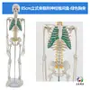 Modelo de Esqueleto Humano de Corpo Inteiro para Ensino 85CM Estrutura Muscular e Óssea Coluna Vertebral Destacável Crânio Iniciante de Yoga