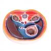 Para fabricantes médicos, suministro directo de suministros médicos, modelo transversal de cavidad abdominal, entrenador de simulación laparoscópica quirúrgica de cavidad abdominal.