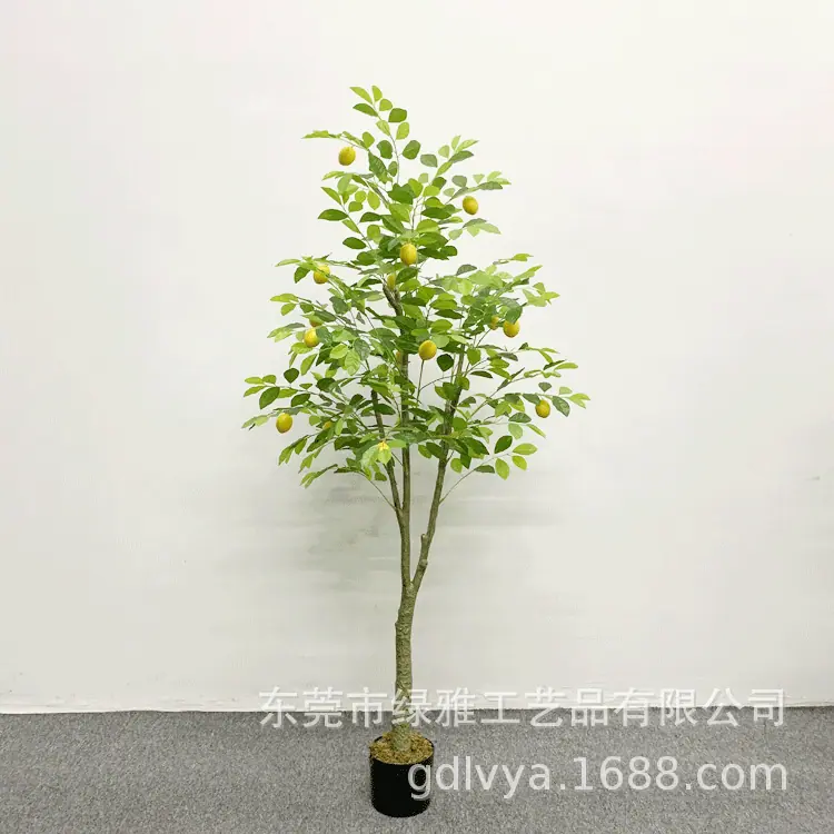1.8米新款柠檬树