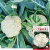 Fabricante Fonte Atacado Semente de Alface Outono e Inverno Saco Colorido Barraca de Sementes Originais Semente de Couve Chinesa Semente Muda Semente de Hortaliça