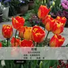 Planta de Tulipa Hidropônica em Vaso Pacote Grande de Bulbos Floridos Flores Bulbosas Resistentes ao Frio de Varanda de Inverno Venda Direta do Fabricante