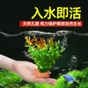 Plantas de Acuario, Decoraciones de Paisajismo con Césped Real, Plantas Aptas para Principiantes, Crisantemo Verde Ciempiés, Plantas de Sombra, Piedra Volcánica, Plantas Verdes Purificadoras de Agua