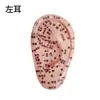 Atacado 10cm modelo auricular modelo de orelha orelha orelha área reflexa massagem ponto de acupuntura escrita clara referência da medicina chinesa