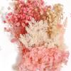 Flores Eternas Transfronterizas, Flores Secas, Paquetes de Materiales para Manualidades DIY, Materiales Florales, Manualidades Hechas a Mano para Niños, Decoraciones de Regalo de Navidad, Venta al Por Mayor
