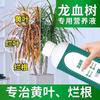 Dracaenus árbol fertilizante especial solución nutritiva planta en maceta planta verde de interior fertilizante para flores fertilizante general nitrógeno fósforo potasio