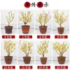Plántulas de Dulcamara de Invierno en Maceta Corazón Sencillo Dulcamara de Invierno Ciruelo Rojo Flor de Tronco Viejo Bonsái Ciruelo Verde Ciruelo Nativo Resistente al Frío Balcón
