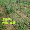 Malla cuadrada de plantación de invernadero malla para cebolla crisantemo plantación de ajo apio amarillo Dendrobium Ñame malla anticaída malla de escalada fabricante