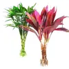 Flores Hidropônicas de Bambu da Sorte, Plantas Hidropônicas de Bambu da Sorte, Plantas em Vasos, Plantas de Guanyin, Purificação do Ar de Ambientes Internos o Ano Todo