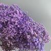 Flores Secas, Gypsophila, Ramo de Flores Inmortales, Ramo Pequeño DIY para el Día de San Valentín Chino, Flor de Mano, Fuente de Bodas al por Mayor
