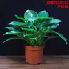 Sala de Estar Princesa Verde Plantas Verdes de Interior en Maceta de Escritorio Plantas con Flores que Absorben Formaldehído Son Fáciles de Mantener y Perennes Todas las Estaciones para Purificar el Aire