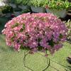 Semillas de Petunia Colgante Importadas, Plantas de Maceta de Petunia Colgante Fáciles de Cultivar, Semillas de Flores para Todas las Estaciones, Tasa de Germinación 80%
