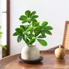Bonsai das Oito Direções da Riqueza: Planta em Vaso Madeira Pata de Pato para Hidroponia, Verde para Mesa de Escritório, Sala de Estar, Fácil de Cuidar em Todas as Estações