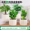 Las plantas en maceta son fáciles de cuidar en las salas de estar interiores.; plantas verdes hidropónicas, bonsáis creativos, plantas de la suerte, plantas pequeñas en maceta y árboles de la fortuna son todas excelentes opciones