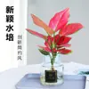 Planta Hidropónica en Maceta Ruyi Reina Roja de Hoja Perenne Suerte Flor de Interior para Oficina Planta Verde Suculenta Fragante de Nueve Hojas Fácil de Cultivar