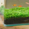 Semilla de hierba acuática al por mayor ecológica para acuario botella de peces micro paisajismo creativo cultivo en agua generación de semillas paisaje de hierba acuática red de comercio electrónico red