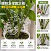 Fijador de soporte para plantas para prevenir el colapso de la planta, fijador transparente para tallo de flor, soporte para maceta de flores artificiales, pinza para planta monstera