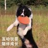 Frisbee para Cães, Resistente à Mordida, Brinquedo Não Tóxico para Cães, Suprimentos para Treinamento ao Ar Livre, Flutua na Água, Borracha Macia, Adequado para Cães Grandes, Moagem de Dentes