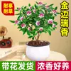 Planta en Maceta Daphne de Phnom Penh, Plántula de Semillero de Pila Vieja de Aroma Fuerte con Capullos, Planta de Flor para Balcón Resistente al Frío, Flor de Interior, Flor de Nochevieja