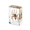 Resina de Venta Caliente Transfronteriza Muestras de Insectos Reales Araña Escorpión Saltamontes Regalo de Recompensa para Estudiantes de Primaria Regalo Artesanal