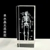 Cristal 3D Escultura Interna Modelo de Osso Humano Cérebro Exibição de Ensino Ornamentos Faculdade de Medicina Envia Lembranças para Médicos e Estudantes