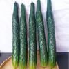 Modelos Simulados de Pepino e Berinjela, Pepinos Falsos, Pepinos Verdes, Milho, Melão Amargo, Adereços para Fotografia, Decorações de Frutas e Legumes para Vitrines