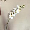 Simulación Phalaenopsis Estudio de Boda Hotel Diseño Guirnalda Caja de Flores Material Decorativo Flor de Simulación Sentido Avanzado Flor Hecha a Mano