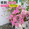 Plántulas de Buganvilia en Maceta con Flores, Plántulas Extra Grandes, Sakura Zhanghong, Interior Balcón, Floración Multitemporada, Enredadera de Alto Nivel