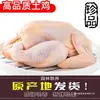 Frango Fresco de Fazenda, Frango Sanyang, Frango Bebê Congelado Fresco Abatido, Frango Inteiro, Frete Grátis, Frango Branco, Carne de Frango Crua, Frango Caipira