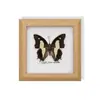 Mariposa Rayada de Tigre Rara, Adorno de Insecto Precioso, Espécimen de Mariposa Azul, Regalo para Ancianos, Amigos o Niñas en su Cumpleaños, Marco de Espécimen de Mariposa