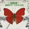 Venta Directa al Por Mayor de Fábrica de Especímenes Reales de Mariposas con Alas Extendidas, Diversos Insectos y Escarabajos, Accesorios para Fotos, Educación Científica, Especímenes Naturales