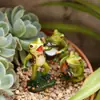 Banda de Ranas de Resina para Nuevo Producto Transfronterizo Juego de Tres Macetas de Jardín para Exteriores Césped Balcón Decoraciones Adornos en Maceta para Plantas Verdes