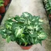 Maceta bicolor redonda para plántulas carnosas suministros de jardinería para plantas verdes otoño no se pudre maceta de plástico pequeña desechable venta al por mayor